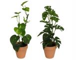 MACETA BARRO POTUS MONSTERA 45cm  SURTIDO A ELEGIR 1 �   