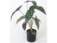 2021/03/04 MACETA ARTIFICIAL BEGONIA MACULATA ALTURA 40 DIAMETRO 11cm
 Es artificial.